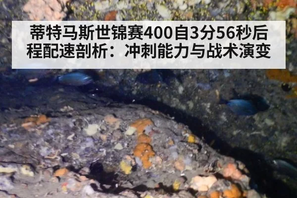 蒂特马斯世锦赛400自3分56秒后程配速剖析：冲刺能力与战术演变